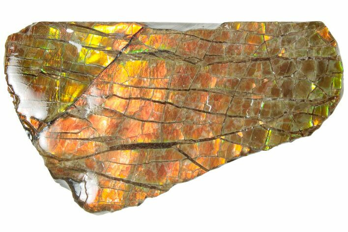 Fiery Red Ammolite (Fossil Ammonite Shell) - Alberta #236433